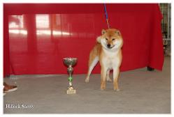 shiba Masaru Maubeuge