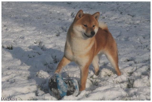 Shiba Masaru dans la neige