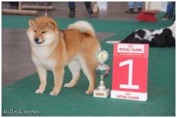 Shiba Inu Ôkami Best Baby expo Mouscron 2013