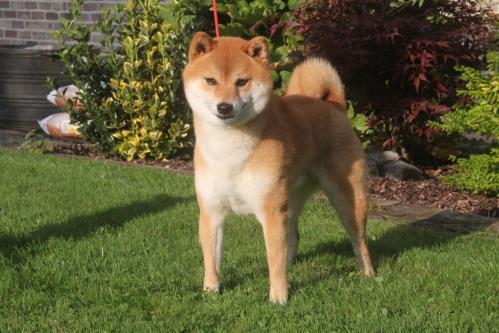 Elevage shiba inu belgique ikkyu