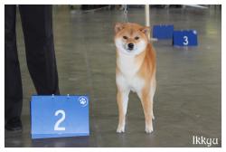 expo charleroi shiba ikkyu