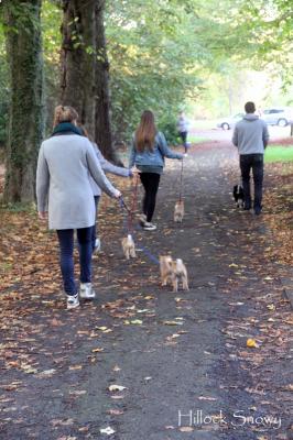 balade famille chiot shiba