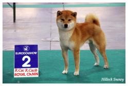 Shiba Ikkyu eurodogshow Courtrai