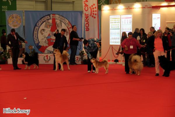 exposition canine shiba inu le Bourget PARIS DOG SHOW CACS-CACIB 2017