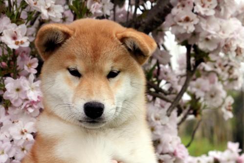 shiba and sakura