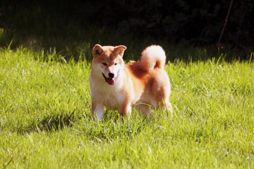 chiot shiba 4 mois belgique