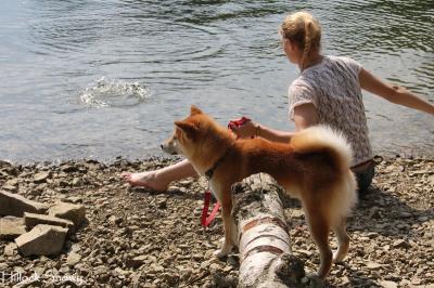 balade shiba lac de l'eau d'heure