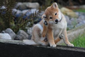 la socialisation du chiot shiba