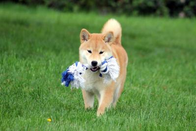 chiot shiba femelle roux belgique