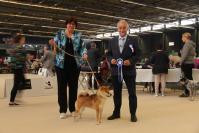 expositions canine shiba Gent