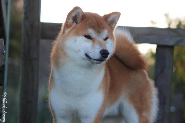 Elevage shiba belgique