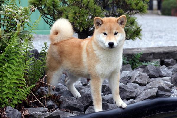 shiba Fuyutsuki élevage From Hillock Snowy Belgique