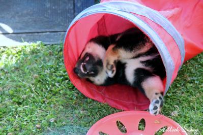 socialisation du chiot shiba