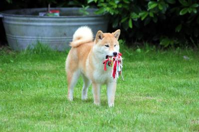 shiba from hillock snowy belgique