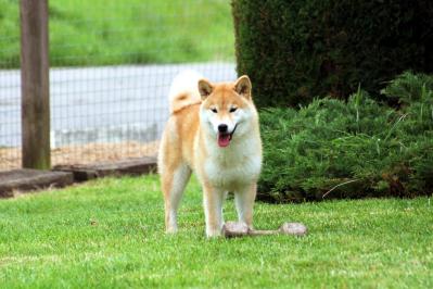 shiba belgique from hillocksnowy