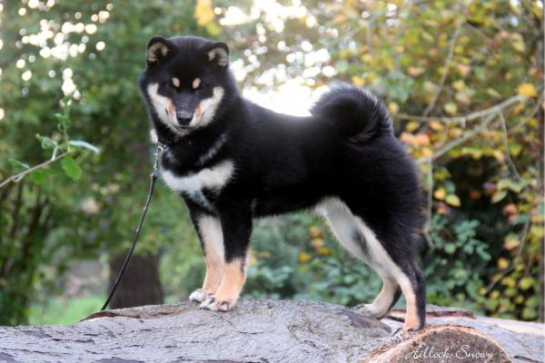 Nozomi from hillock snowy shiba