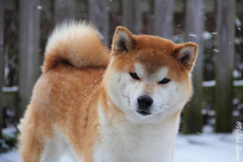 Shiba élevage belgique mâle Kitai