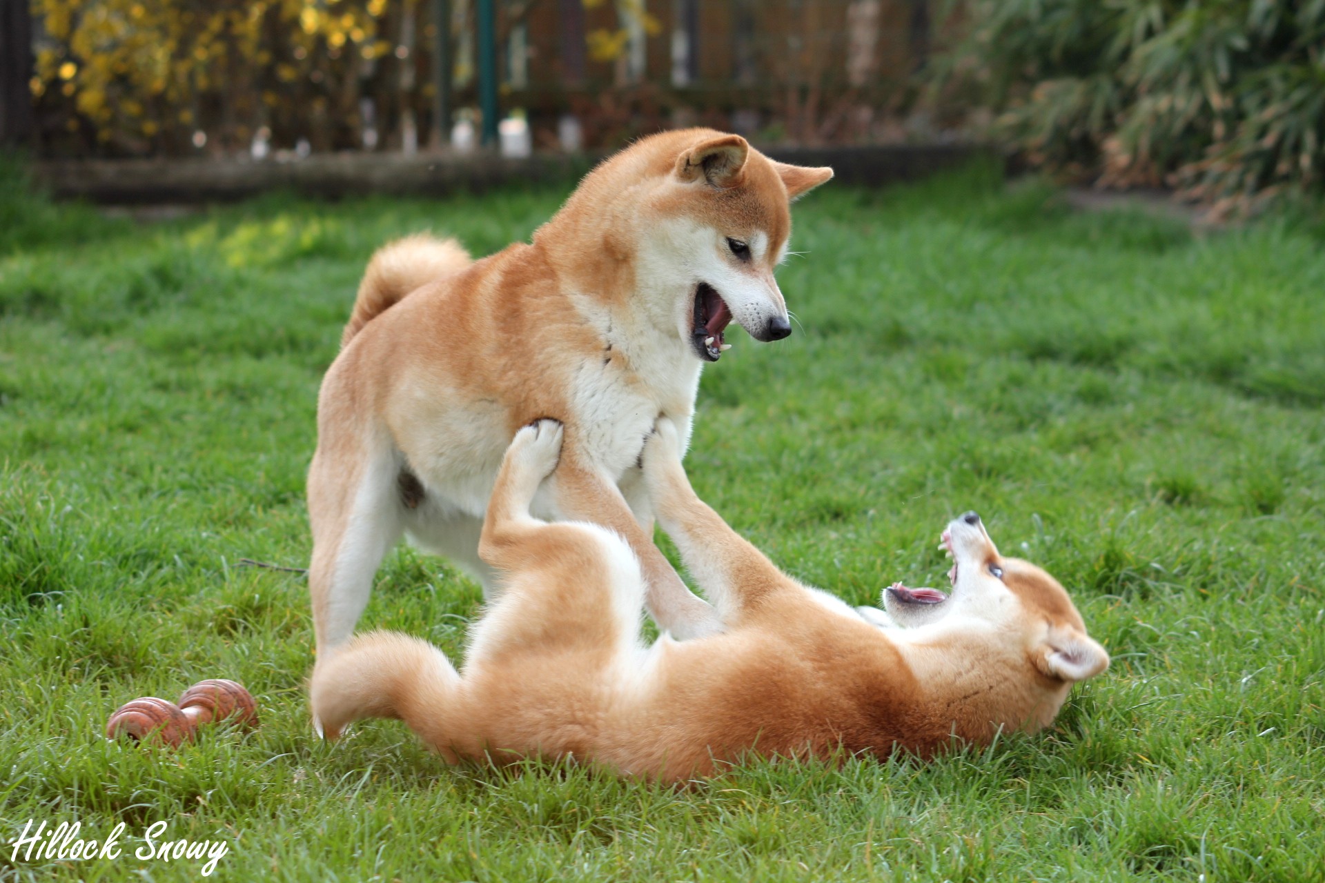 Shiba inu jeux