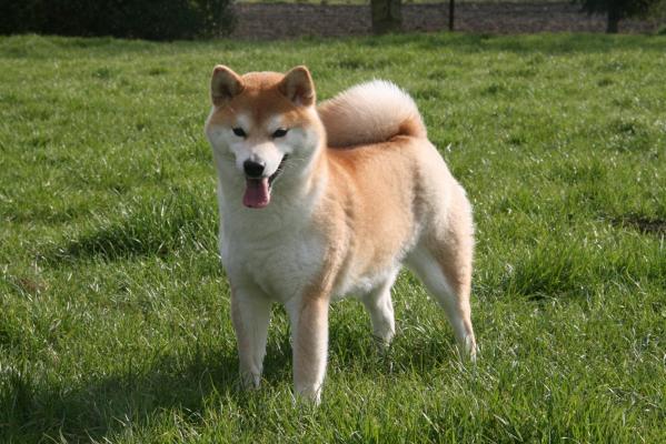 Nana Yume shiba inu belgique