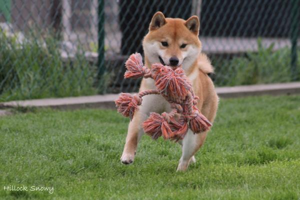 Shiba Inu Masaru