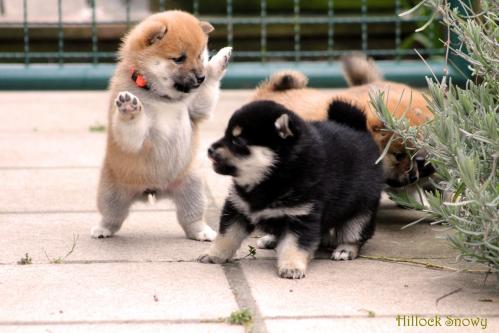 shiba red and black and tan Belgique
