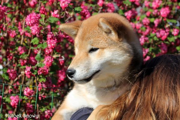 shiba inu