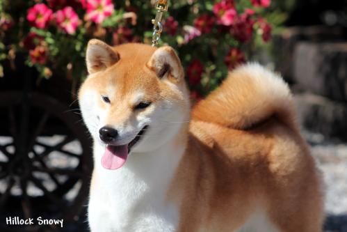 shiba inu nana yume from hillock snowy