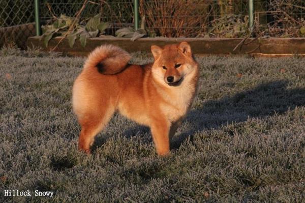 shiba inu from hillock snowy