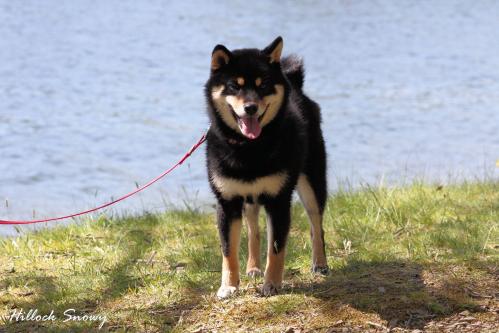 shiba inu Nozomi from Hillock Snowy