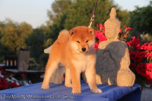 shiba et la socialisation