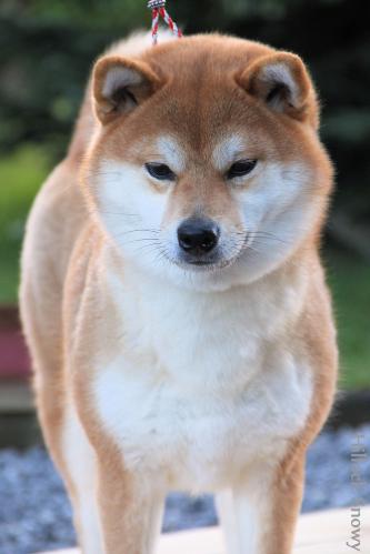 selection d élevage shiba from illock snowy elevage belgique hainaut