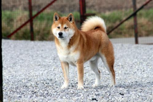 shiba inu Hoshi Tsuki