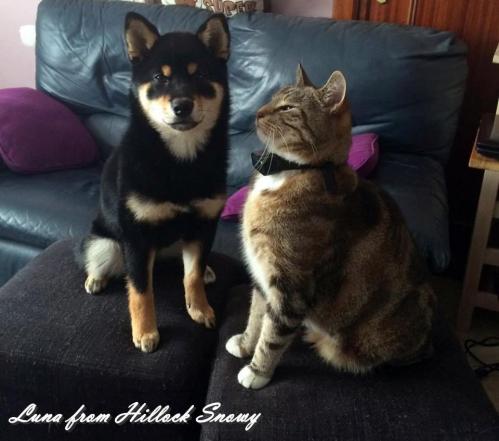 shiba and cat