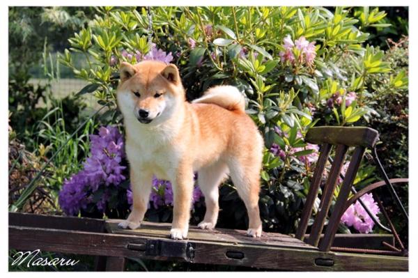 shiba Masaru
