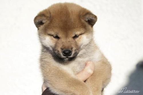 Shiba Inu  Masaru