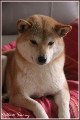 Shiba Inu Natsu Hime