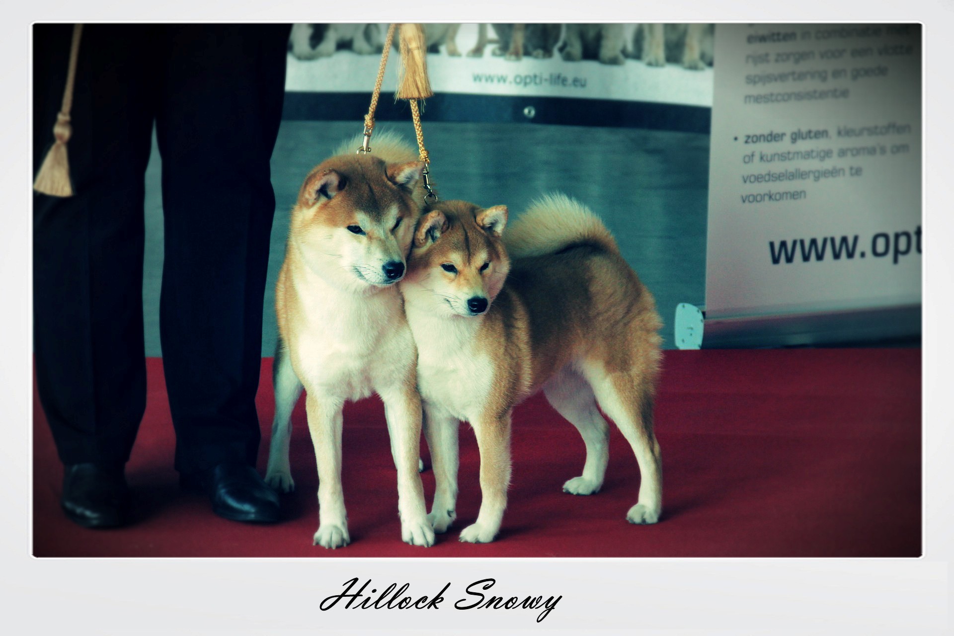 Wallonia Dog Show 2015 Shiba