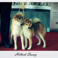 Wallonia Dog Show 2015 Shiba