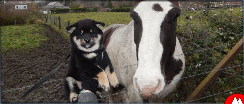 la socialisation du shiba