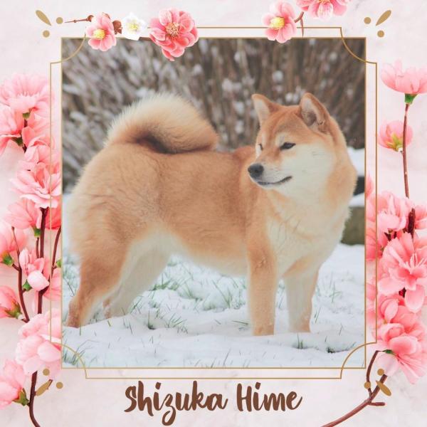 shizuka hime from hillock snowy shiba