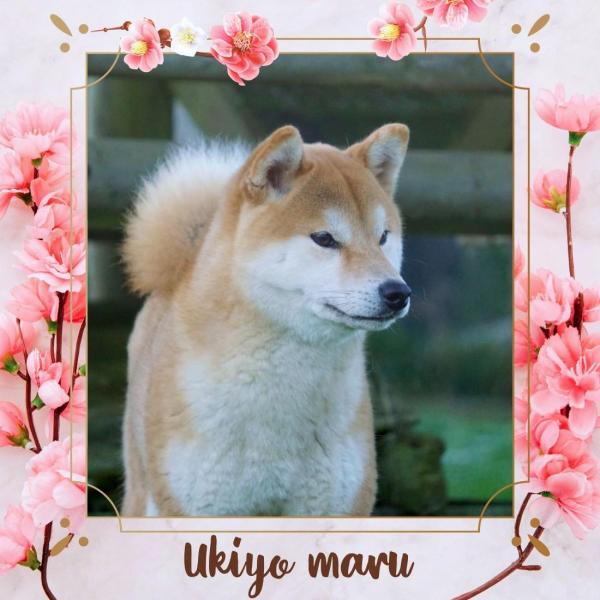 Ukiyo maru no kitai from hillock snowy shiba