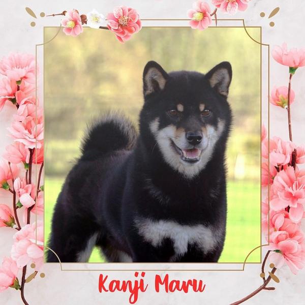 Kanji maru from hillock Snowy shiba inu Belgique