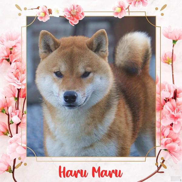 shiba inu belgique akai hana haru maru