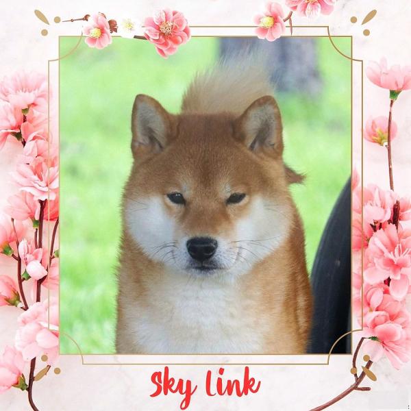 shiba inu belgique sky link