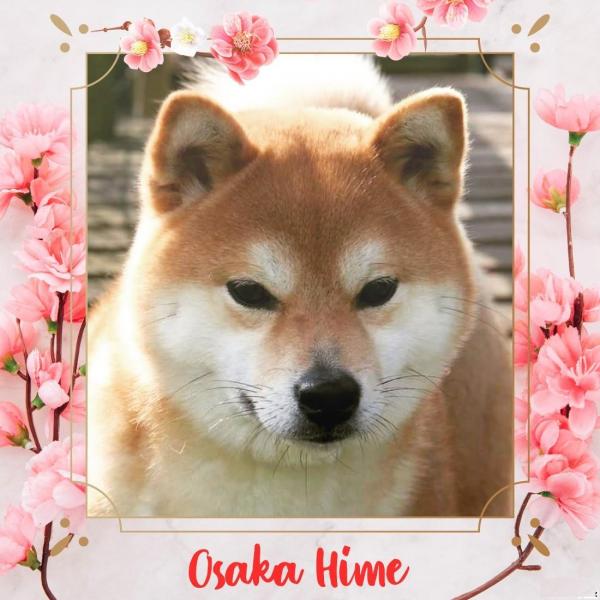 osaka fromhillocksnowy shiba belgique