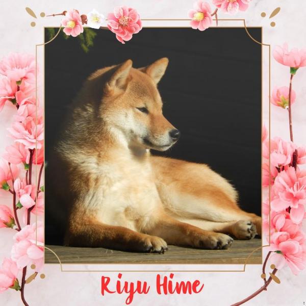 riyu from hillock snowy shiba inu elevage belgique