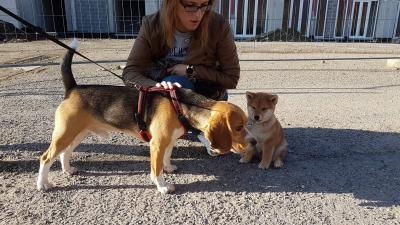 le shiba et les autres chiens