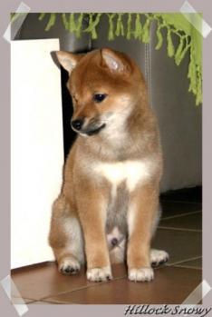 Shiba Inu Ikkyu