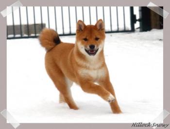 Shiba Inu Ikkyu