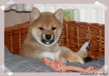 Shiba Inu Ikkyu